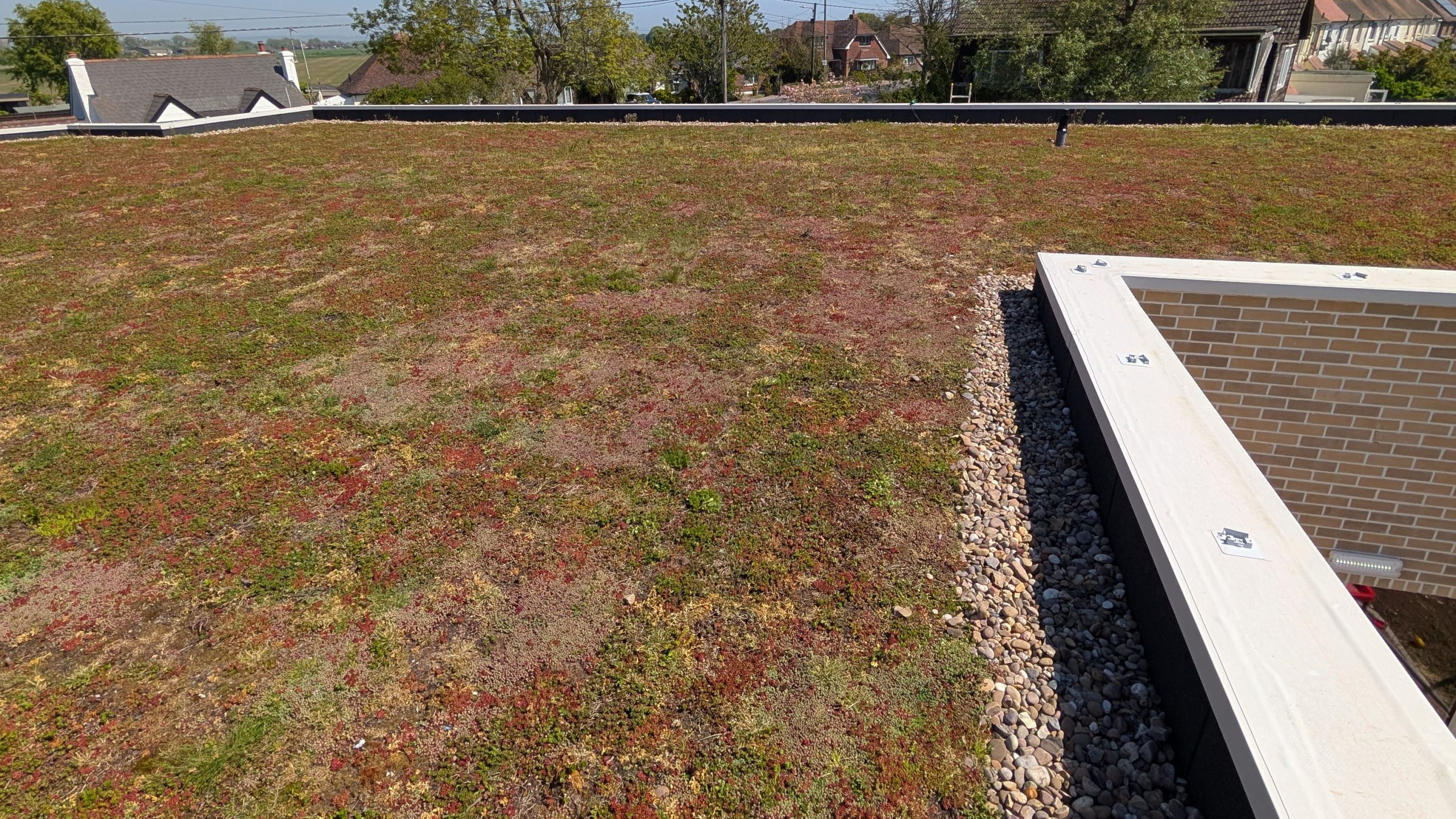 AJ Lucas Roofing services South East UK- Extensive green sedum roof with gravel edge detail on a flat roof of a modern building.