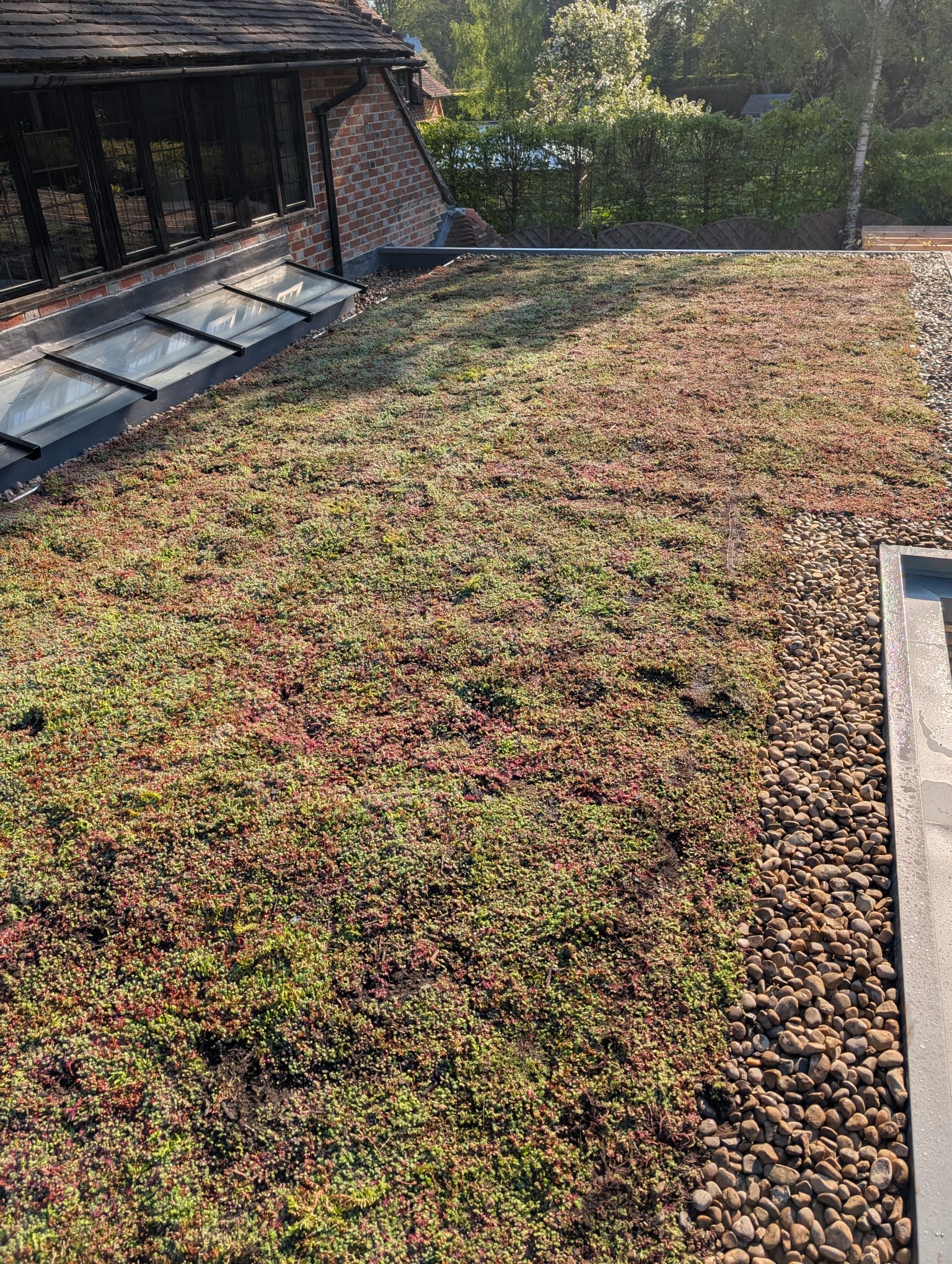 Extensive green sedum roof system on a flat roof with gravel perimeter and skylights. AJ Lucas Roofing services in South East UK.